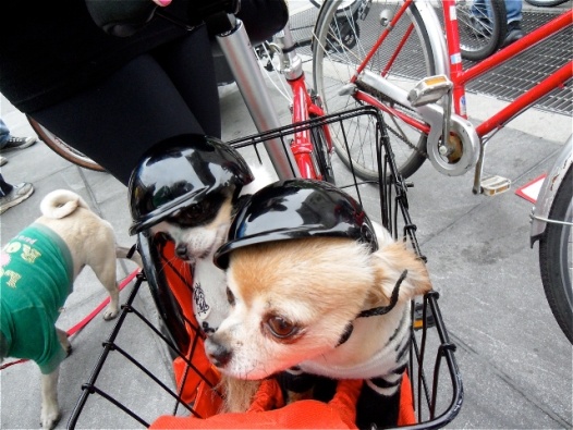 jeff prant nyc dog cycle parade